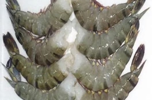 WhatsApp Image 2025-03-07 at 10.06.06